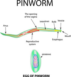 Pinworms structure of an adult pinworm egg vector