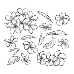Elegant Plumeria Flowers vector image
