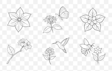 print pentas flower line art set Vector Image