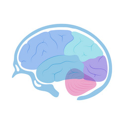 Human brain anatomy vector