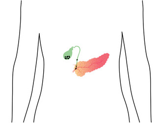 pancreas an human body vector