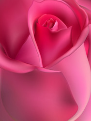 pink rose macro eps 10 vector