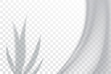 shadow overlay effects mock up window frame vector image