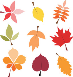 Colorful autumn leaves set fall leaf collection Vector Image