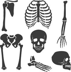 Human bones skeleton structure elements set skull Vector Image