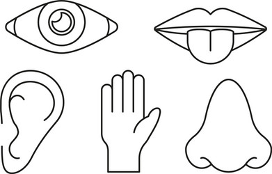 sense organs in lines style on white background vector image
