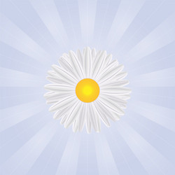spring background with dandelions vector image