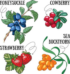 Berries and leaves set Royalty Free Vector Image