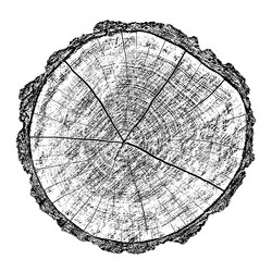 Wood texture of cutted tree trunk Royalty Free Vector Image