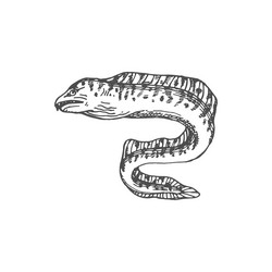 tiger moray fangtooth eel-shape fish isolated icon vector