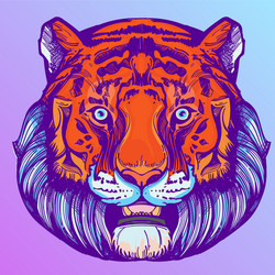 muzzle of a tiger for creating sketches vector image
