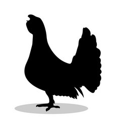 Capercaillie Bird Black Silhouette Vector Image