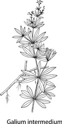 Galium intermedium old gravure vector