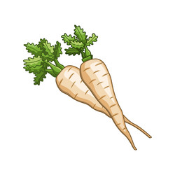 Parsnip Botanical Art vector image