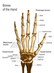 Frontal view x ray bones hand Royalty Free Vector Image
