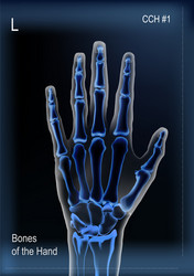 Frontal view x ray bones hand Royalty Free Vector Image