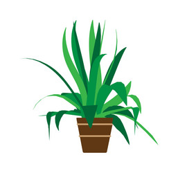 Indoor pot plant home floral green cartoon vector