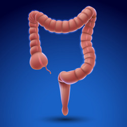 three-dimensional of a colon on blue background vector