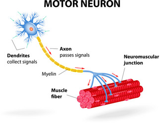 Sensory neuron motor neuron and interneuron Vector Image
