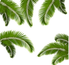 Tropical palm tree jungle leaves set Royalty Free Vector