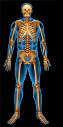 Skeletal system of human boy Royalty Free Vector Image