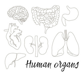 Human organs doodle set Royalty Free Vector Image
