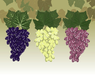 grapes clusters set vector