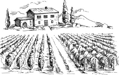 rows of vineyard grape plants and house Vector Image