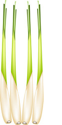 fresh lemon grass on a white background vector