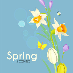 spring is coming narcissus crocus and tulip vector image