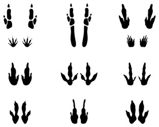 Kangaroo Paw Prints on White Vector Image