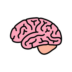 Human brain anatomy vector