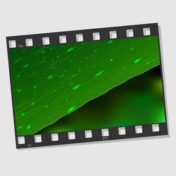 film frame with leaf and drops vector