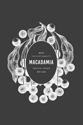 Hand drawn macadamia branch and kernels design vector