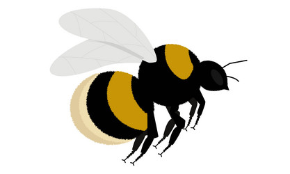 bumblebee in flight on a white background vector