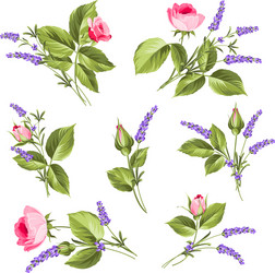 Floral Roses and Lavender Set Vector Image