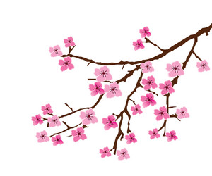 Cherry Blossom Branch Vector Image