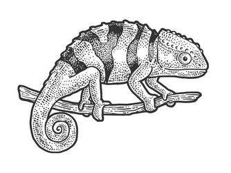 Chameleon Sketch - Lizard Artwork Vector Image