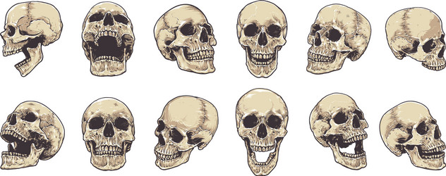 Anatomical skulls set Royalty Free Vector Image