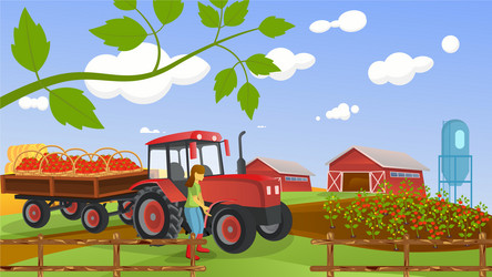 Harvesting red tomatoes a tractor with trailer vector