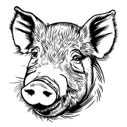 sketch of a pig vintage hand drawn Vector Image