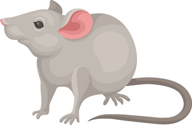 flat icon of mouse rodent with pointed vector image