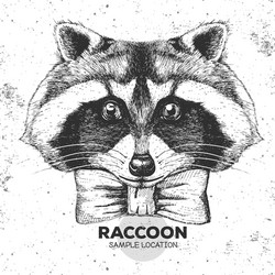 hipster animal raccoon hand drawing muzzle Vector Image