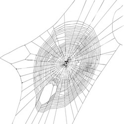 halloween decor net spider cobweb hand drawn vector