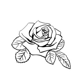 Elegant Rose Sketch Vector Image