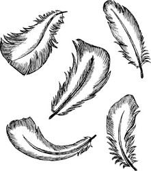 Feather set Royalty Free Vector Image - VectorStock
