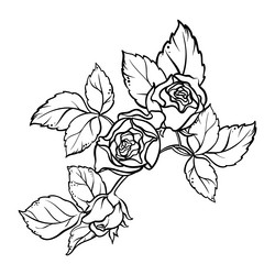rose branch with flowers outline Vector Image