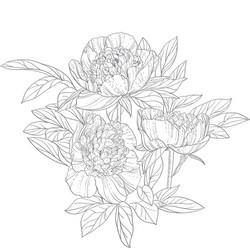 Elegant Peonies Line Art Vector Image