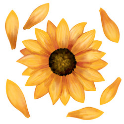 Watercolor Sunflower Set Vector Image