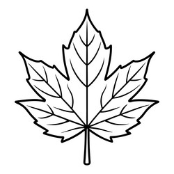 Elegant Maple Leaf Line Art Royalty Free Vector Image